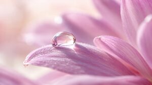 Gota de agua cristalina sobre el pétalo de una flor malva